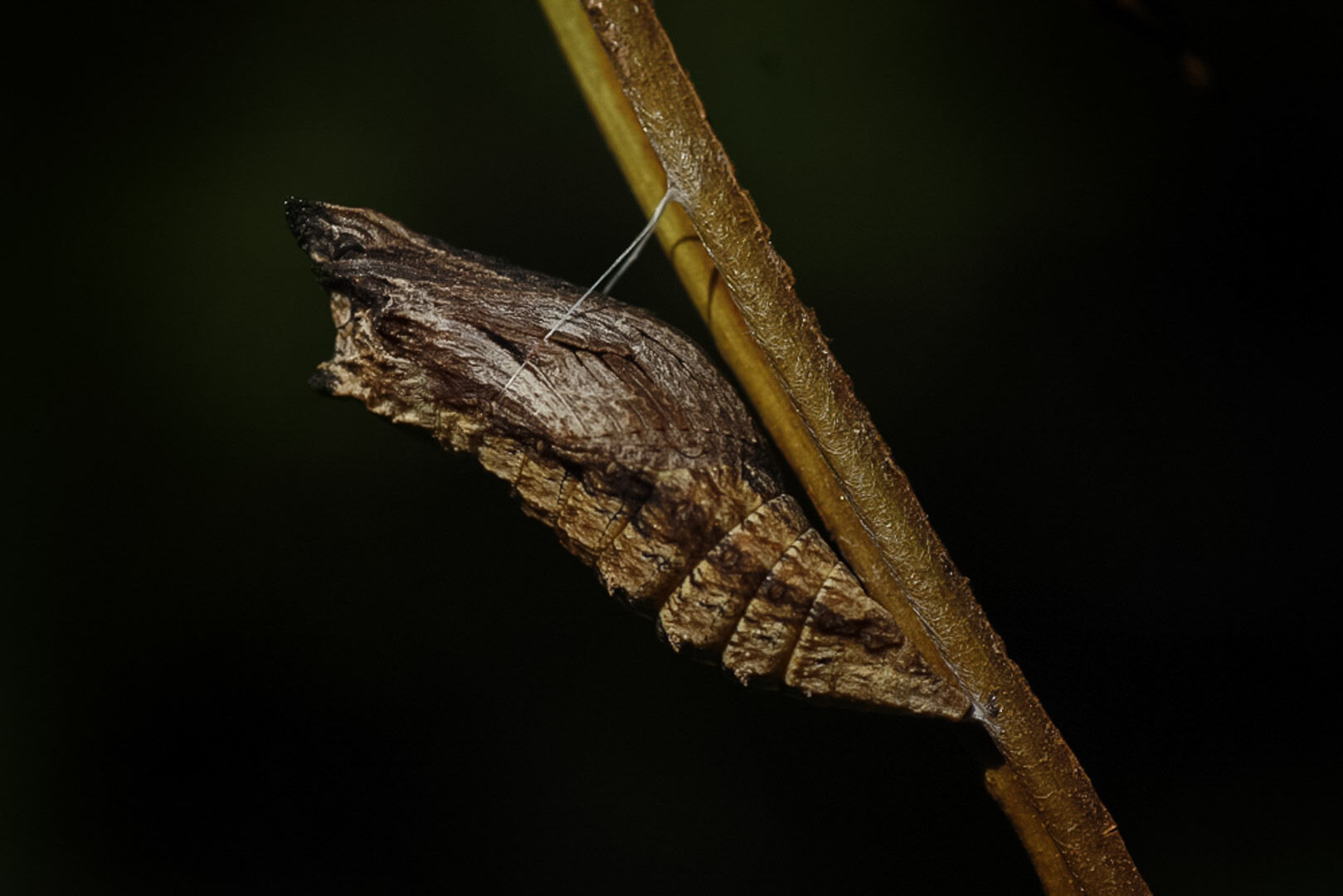 wildChrysalis-4-w-story.jpg